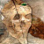 :iconseemdesign: