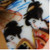 :iconseenseenjellybean: