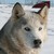 :iconseeric-black: