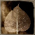 :iconseethroughleaf:
