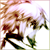 :iconseiji-sephikun: