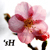 Seireihime :iconSeireihime: