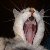 :iconseishin-no-neko: