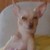 :iconsekmet68: