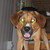 :iconsekodoggi: