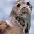 :iconselchie-grey: