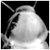 :iconseldom-live: