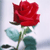:iconselena-ros: