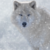 :iconselenawhitewolf: