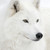 :iconselene467: