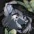 :iconselenne-wolfen: