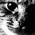 :iconSelinacat: