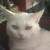 :iconselinadesigns:
