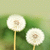 :iconseline-w: