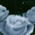 :iconsempiternal-skies: