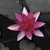 :iconsenin-Schonheit: