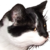 :iconsenkos: