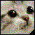 :iconsenshicat: