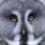 :iconsensors84: