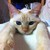 :iconsenya-jpn: