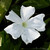 :iconseo-hwite-hlaefdige: