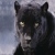 :iconsepheran-domo: