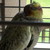 :iconseptapphirix:
