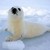 :iconsequinseal239:
