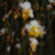 :iconserafina-pekkela: