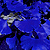 :iconseraph-six: