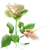 :iconserat110: