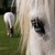 :iconserenachamberlyn: