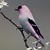 :iconserenae-fantasybird: