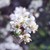 :iconserendipityd: