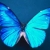 :iconserenio-c: