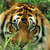 :iconserenityspirit: