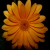 :iconsergeanthumpies:
