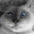 :iconsergfox1977: