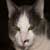 :iconseriose-cat: