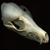 :iconserious-fox: