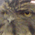 :iconseriousowlplz: