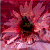 :iconserpentdove: