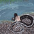 :iconserpentine16: