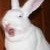 :iconservoth: