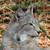 Serylt :iconserylt: