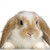 :iconsesamelmoo: