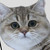 :iconseteffect: