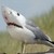 :iconseththehero: