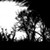 :iconseven-ebony-roses: