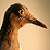 :iconsevenbirds: